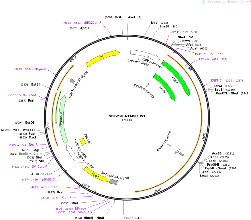 GFP-2xPH-TAPP1 WT质粒图谱